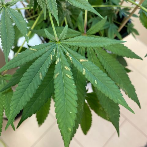 Cookies Gelato growlog timeline photo