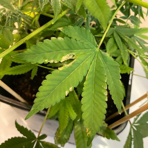 Cookies Gelato growlog timeline photo
