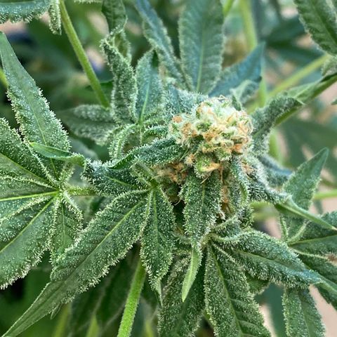 Cookies Gelato growlog timeline photo