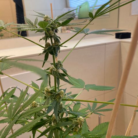 Cookies Gelato growlog timeline photo
