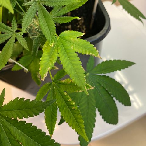 Cookies Gelato growlog timeline photo