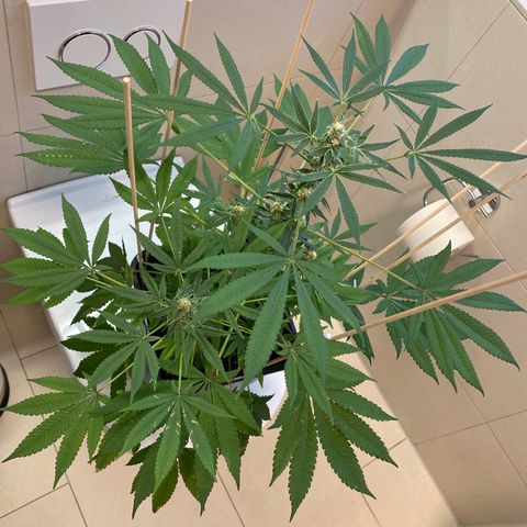 Cookies Gelato growlog timeline photo