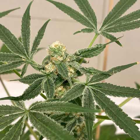 Cookies Gelato growlog timeline photo