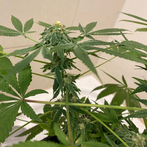 Cookies Gelato growlog timeline photo