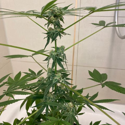 Cookies Gelato growlog timeline photo