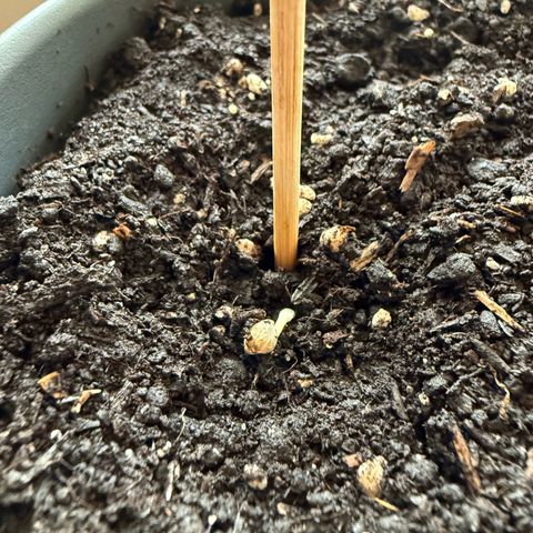 Purple Punch Automatic growlog photo: 07:04 Uhr