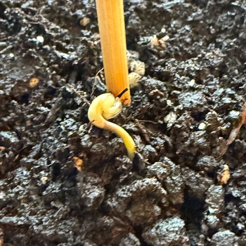 Purple Punch Automatic growlog photo: 20:09 Uhr 