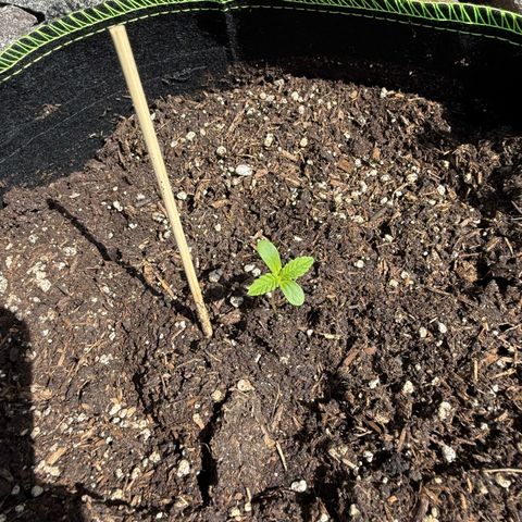 Apple Fritter Automatic growlog timeline photo