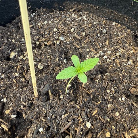 Apple Fritter Automatic growlog timeline photo