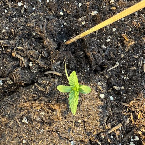 Purple Punch Automatic growlog timeline photo