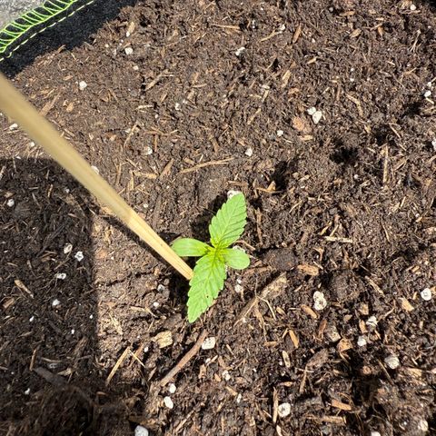 Apple Fritter Automatic growlog timeline photo