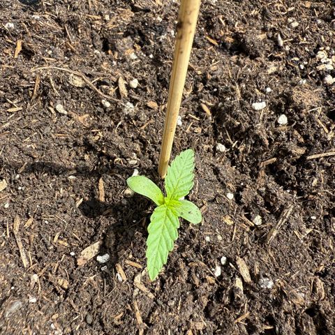 Purple Punch Automatic growlog timeline photo