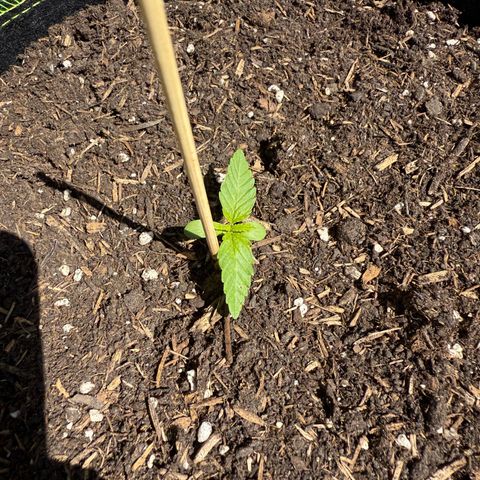 Apple Fritter Automatic growlog timeline photo