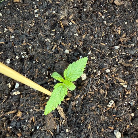 Apple Fritter Automatic growlog timeline photo