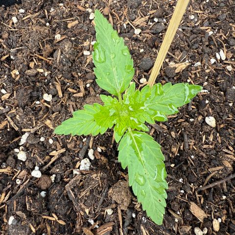 Apple Fritter Automatic growlog timeline photo