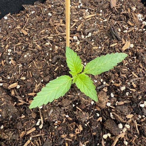 Purple Punch Automatic growlog timeline photo