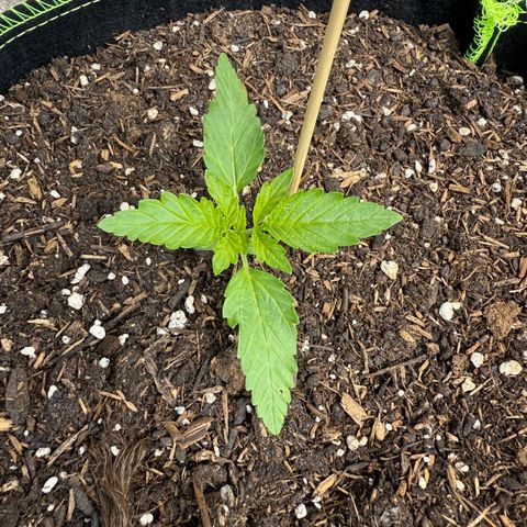 Apple Fritter Automatic growlog timeline photo