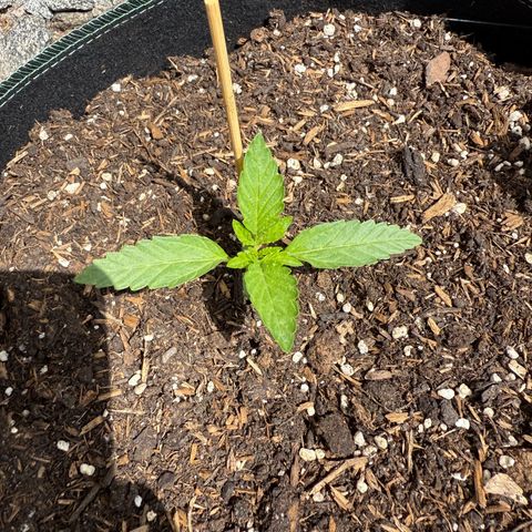 Purple Punch Automatic growlog timeline photo