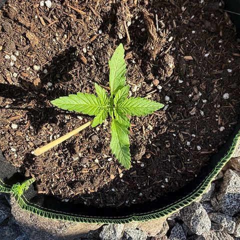 Apple Fritter Automatic growlog timeline photo