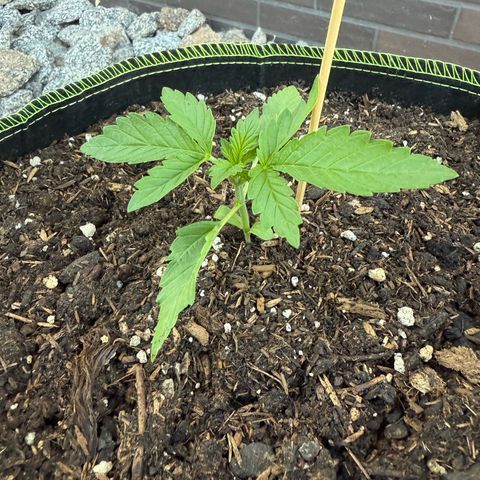 Apple Fritter Automatic growlog timeline photo