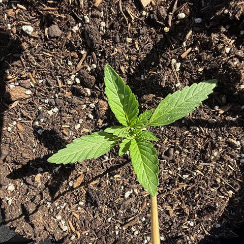 Purple Punch Automatic growlog timeline photo