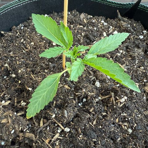 Purple Punch Automatic growlog timeline photo