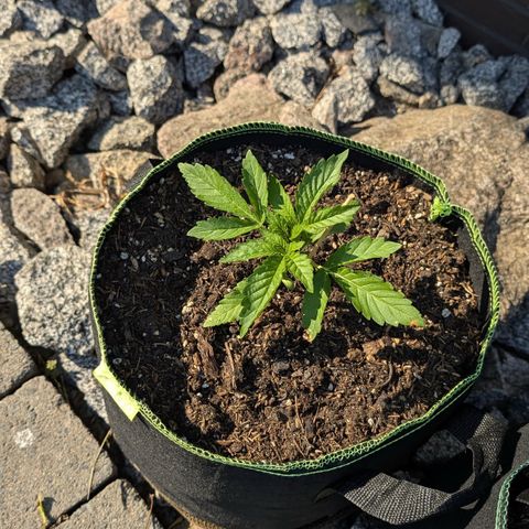 Apple Fritter Automatic growlog timeline photo