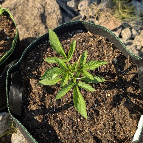 Purple Punch Automatic growlog timeline photo