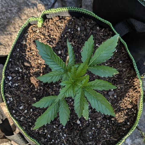 Apple Fritter Automatic growlog timeline photo