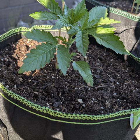 Apple Fritter Automatic growlog timeline photo