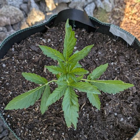 Purple Punch Automatic growlog timeline photo