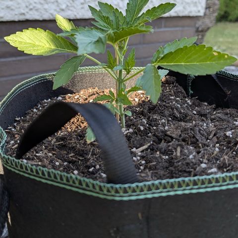 Purple Punch Automatic growlog timeline photo