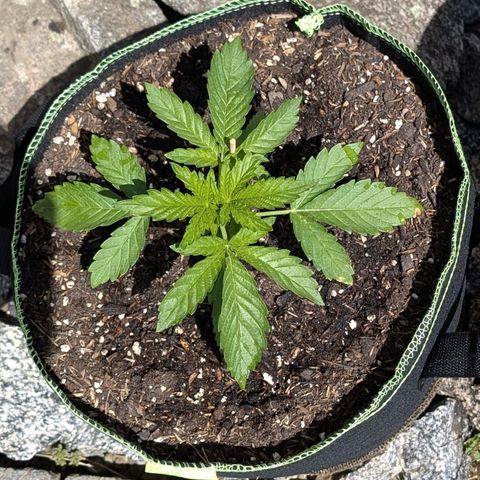 Apple Fritter Automatic growlog timeline photo