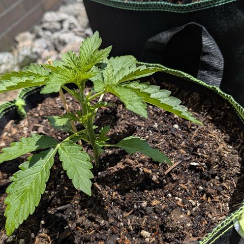 Apple Fritter Automatic growlog timeline photo
