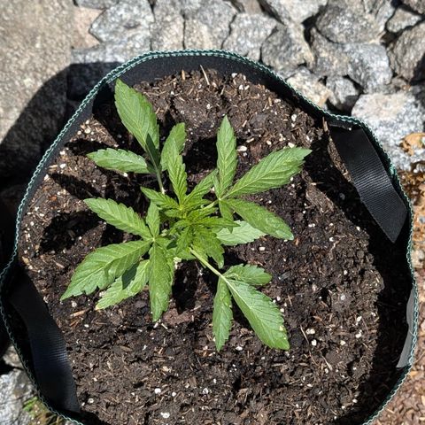 Purple Punch Automatic growlog timeline photo