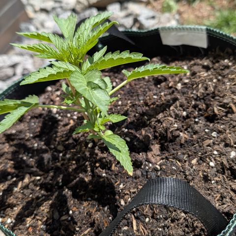 Purple Punch Automatic growlog timeline photo