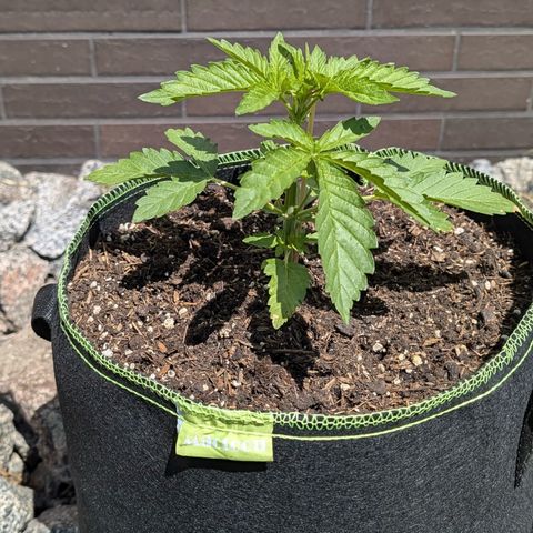 Apple Fritter Automatic growlog timeline photo