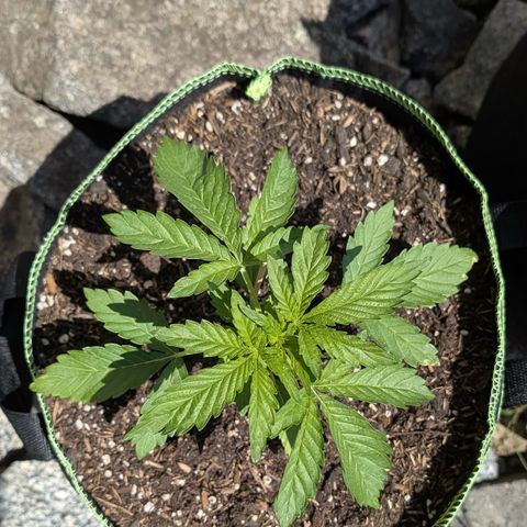 Apple Fritter Automatic growlog timeline photo
