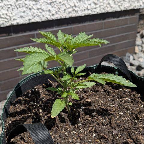 Purple Punch Automatic growlog timeline photo