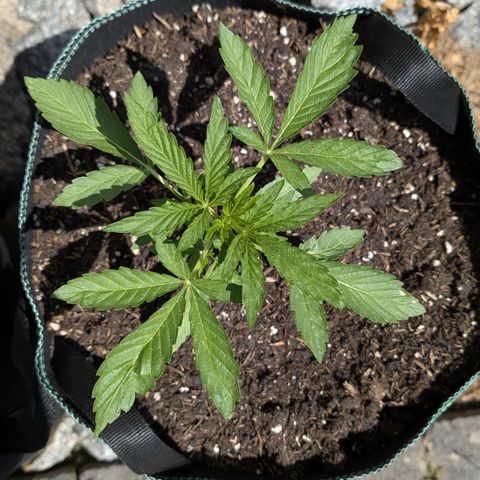 Purple Punch Automatic growlog timeline photo