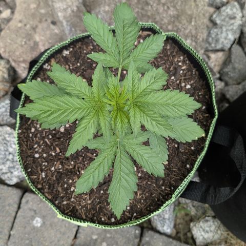 Apple Fritter Automatic growlog timeline photo