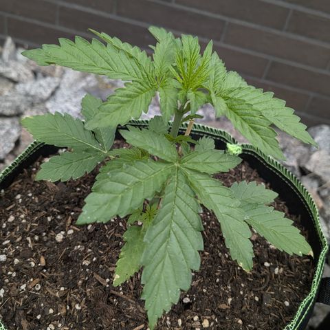 Apple Fritter Automatic growlog timeline photo