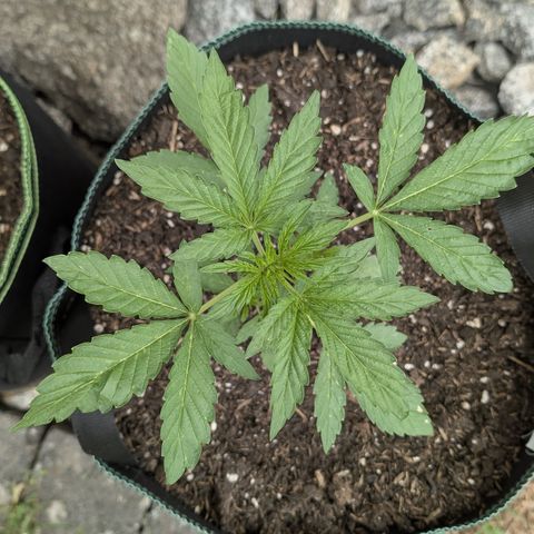 Purple Punch Automatic growlog timeline photo