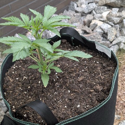 Purple Punch Automatic growlog timeline photo