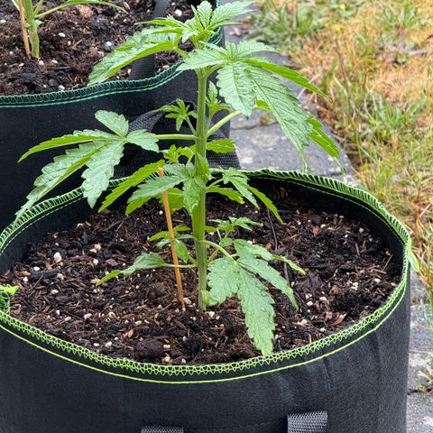 Apple Fritter Automatic growlog photo: Regentag 