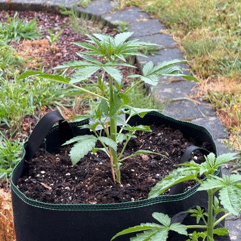 Purple Punch Automatic growlog photo: Regentag