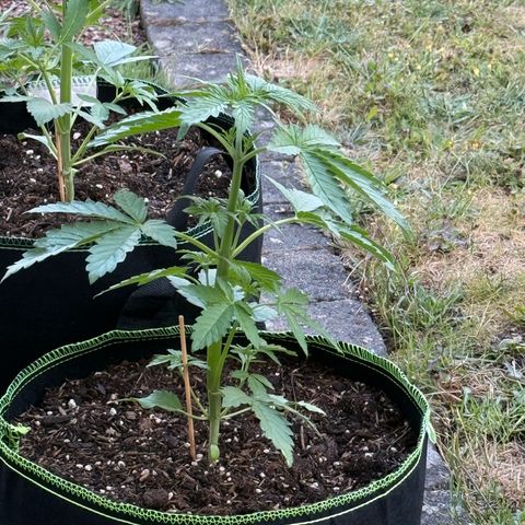Apple Fritter Automatic growlog timeline photo