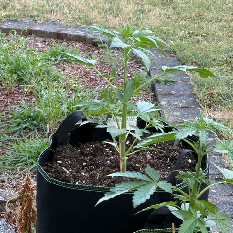 Purple Punch Automatic growlog timeline photo