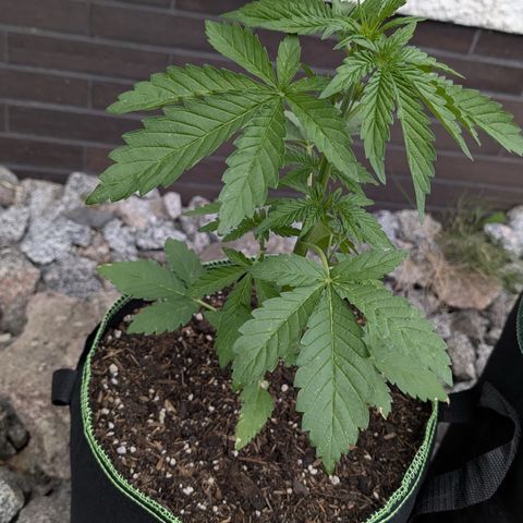Apple Fritter Automatic growlog timeline photo