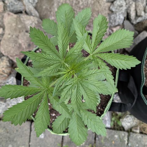 Apple Fritter Automatic growlog timeline photo